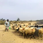 Stories From a Desert River